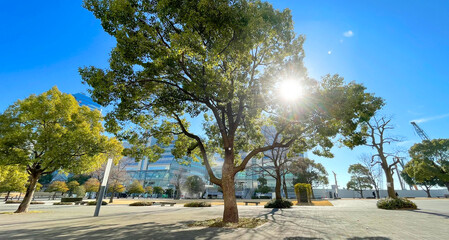 都会公園の樹木と太陽