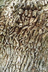 The bark of a tree. Texture. The Oak tree bark. The old oak tree, oak, grey