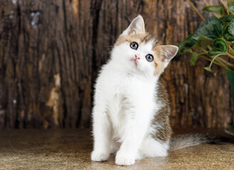 A small fluffy kitten looks at us with his head tilted to the side