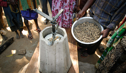 African Peanut Harvest