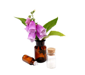 Fingerhut Digitalis purpura