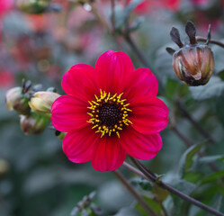Beautiful close-up of a dwarf dahlia flower