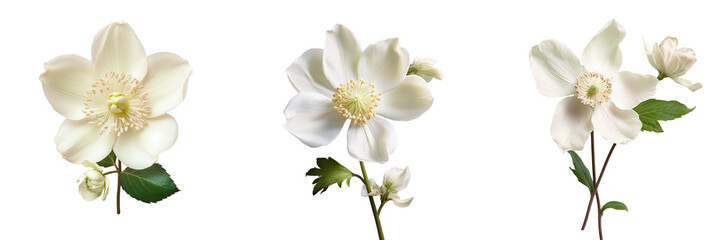 White flower of Helleborus Niger