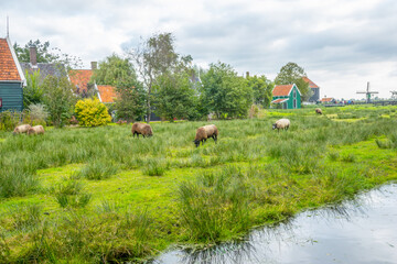Typical Rural Dutch Landscape