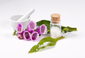 Fingerhut Digitalis purpura