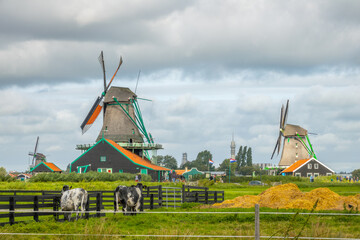 Landscape of the Zaanse Schans with Windmills and Cows