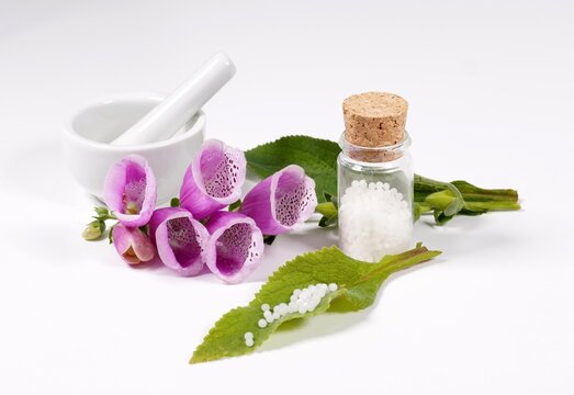 Fingerhut Digitalis purpura