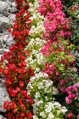 Multi-colored begonias on a street flower bed. Red, pink and white begonia. Flower arrangement in the garden. Garden landscape design. Grow flowers outside. Flowering in summer. Simple plants tuberous