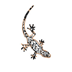 color sketch of gecko with transparent background