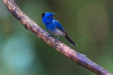 Black-naped Monarch (Hypothymis azurea)  a rare bird on the tree branch.