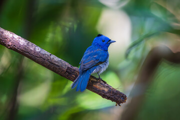 Black-naped Monarch (Hypothymis azurea)  a rare bird on the tree branch.
