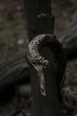 tree trunk with a tree