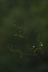 spider web on the tree