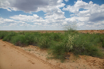 Salt desert landscape with blooming vegetation, Kalmykia, Russia.