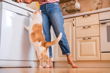White and orange cat standing up on hind legs, begging, picking, asking food in kitchen.