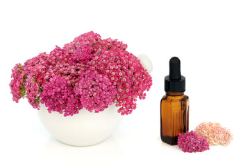 Achillea yarrow flower in a mortar. Alternative naturopathic herbal medicine with essential oil tincture bottle.  Treats hemorrhoids, wounds, bloating, flatulance. On white background.
