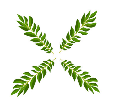 Vector illustration, four curry leaves or Murraya koenigii, isolated on white background.