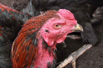 rooster relaxing in traditional chicken coop, close up of rooster head