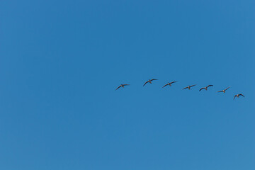 Ducks flying in formation. Water birds on the blue sky. Nature, animal theme