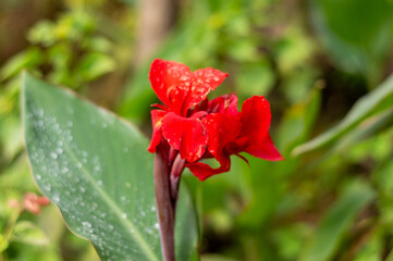 Red Calla Lily on Green Leaves Background on a flower garden. Beautiful Nature Backgrounds Stock Images