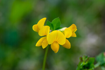 Close up di un fiore giallo su sfondo verde. Ginestrino delle paludi, ginestrino palustre, lotus pedunculatus, vegetazione spontanea caratteristica dei terreni paludosi, boschi e biotopi. 