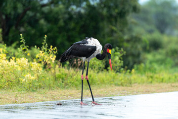 Jabiru d'Afrique, pluie,.Ephippiorhynchus senegalensis, Saddle billed Stork, Afrique du Sud
