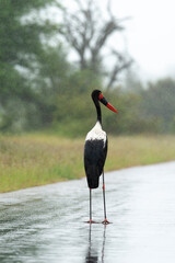 Jabiru d'Afrique, pluie,.Ephippiorhynchus senegalensis, Saddle billed Stork, Afrique du Sud