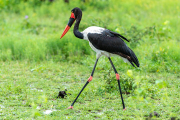 Jabiru d'Afrique, pluie,.Ephippiorhynchus senegalensis, Saddle billed Stork, Afrique du Sud