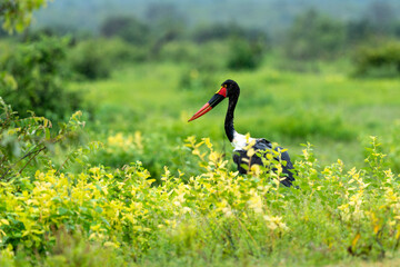 Jabiru d'Afrique, pluie,.Ephippiorhynchus senegalensis, Saddle billed Stork, Afrique du Sud