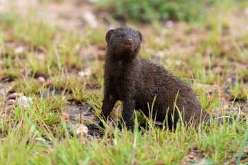 Mangouste naine du Sud,  Helogale hirtula, Parc national Kruger, Afrique du Sud