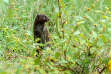Mangouste naine du Sud,  Helogale hirtula, Parc national Kruger, Afrique du Sud