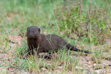 Mangouste des marais, Atilax paludinosus, Parc national Kruger, Afrique du Sud