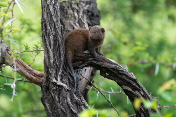 Mangouste naine du Sud,  Helogale hirtula, Parc national Kruger, Afrique du Sud