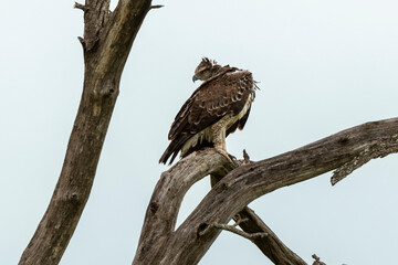 Aigle martial, Polemaetus bellicosus, Martial Eagle
