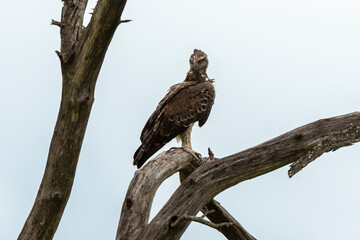 Aigle martial, Polemaetus bellicosus, Martial Eagle
