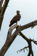 Aigle martial, Polemaetus bellicosus, Martial Eagle