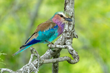 Rollier à longs brins,. Coracias caudatus, Lilac breasted Rol