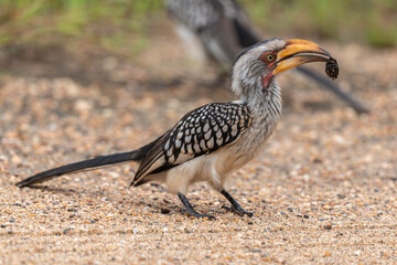 Calao leucomèle,.Tockus leucomelas, Southern Yellow billed Hornbill