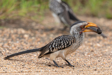 Calao leucom&egrave;le,.Tockus leucomelas, Southern Yellow billed Hornbill