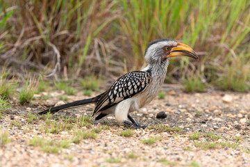 Calao leucomèle,.Tockus leucomelas, Southern Yellow billed Hornbill