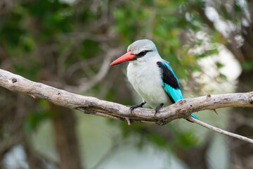 Martin chasseur du Sénégal,.Halcyon senegalensis, Woodland Kingfisher