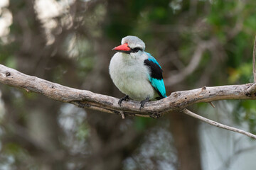 Martin chasseur du Sénégal,.Halcyon senegalensis, Woodland Kingfisher