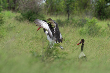 Jabiru d'Afrique.Ephippiorhynchus senegalensis, Saddle billed Stork, Afrique du Sud