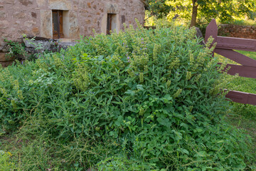 Fototapeta na wymiar Sauge officinale, Salvia officinalis, maison caussenarde, Rivière sur Tarn, 12, Aveyron, Parc naturel régional des Grands Causses, France