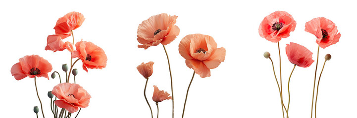 Poppies depicting beauty on a transparent background