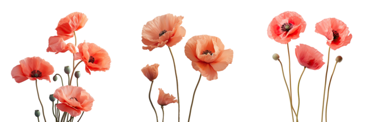 Poppies depicting beauty on a transparent background