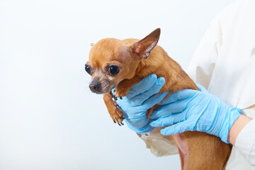 A small dog in the hands of a veterinarian. Copy space.