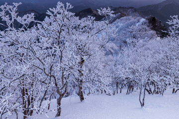 夜明けの高見山の樹氷林