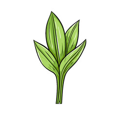 Fototapeta premium Leek watercolor vector illustration, Vegetable