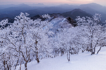 夜明けの高見山の樹氷林